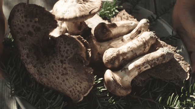 Freshly Foraged Mushrooms on a Bed of Pine