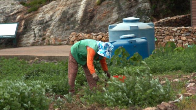 Farmer trimming vegetables with a sickle in a green garden