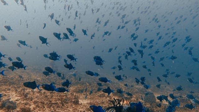 School of Fish Swimming in the Ocean Depths