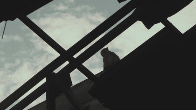 Monkey Sitting on a Structure