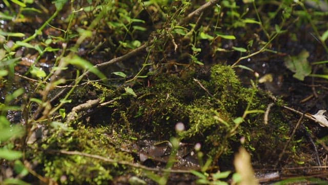 Lush Green Moss in a Forest Floor