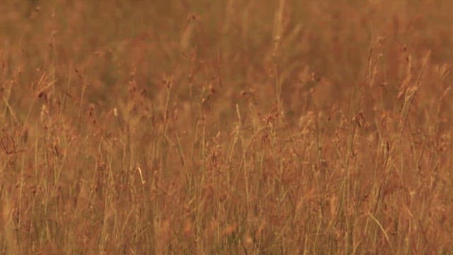 Cheetah Hidden in Savannah Grass