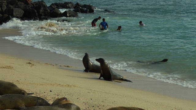 Seals and People Sharing a Sunny Beach