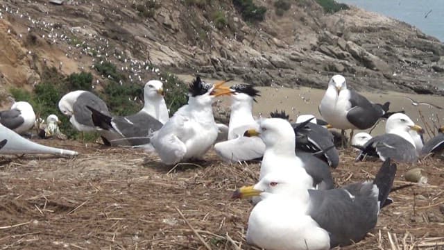 Terns and seagulls and interacting on a coastal shore