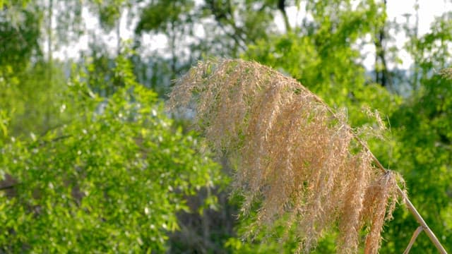 Yellow plant with green trees background