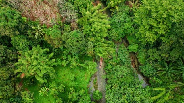 Lush green forest with a small stream