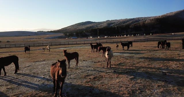 Horses grazing in a vast open field