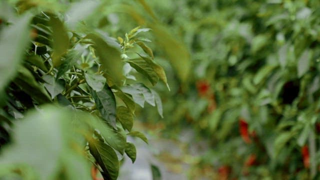 Red pepper plants growing in a field