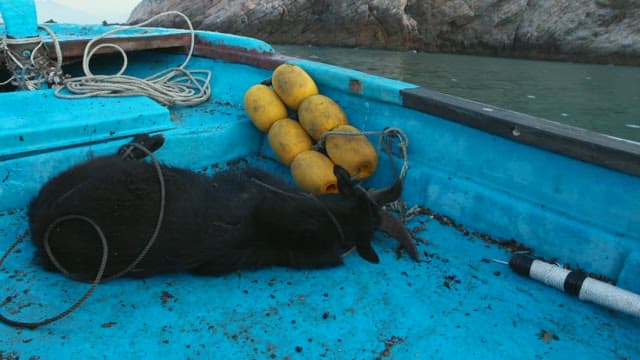 A black goat tied down on a bright blue boat