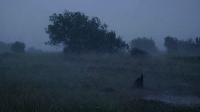 Heavy Rain and Winds Pouring Down on the Savannah