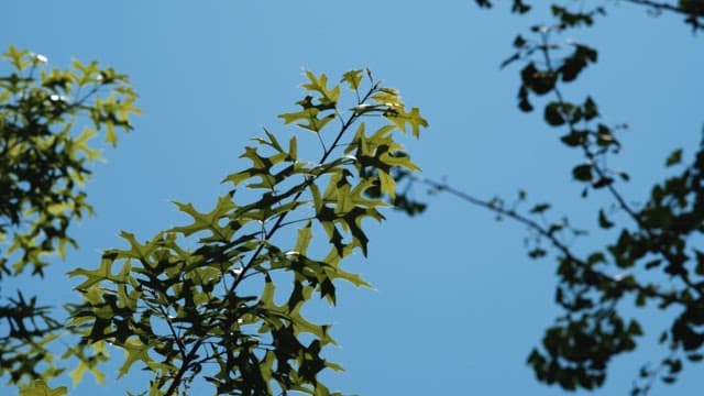 Swaying Green Leaves Through Sunlight
