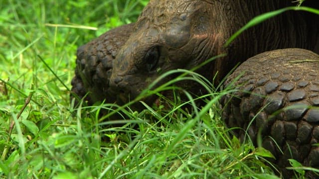 Tortoise Feeding in Vibrant Green Grass