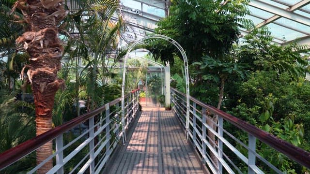 Pathway in a lush greenhouse garden