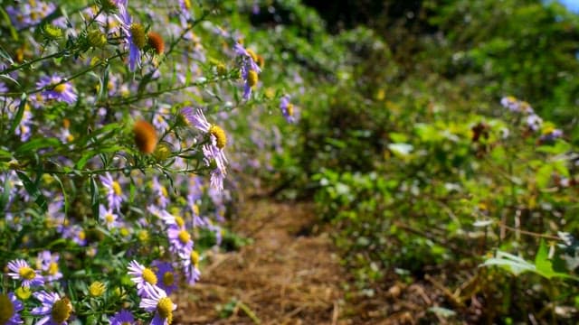 Surrounding purple flowers with bees flying on a sunny day