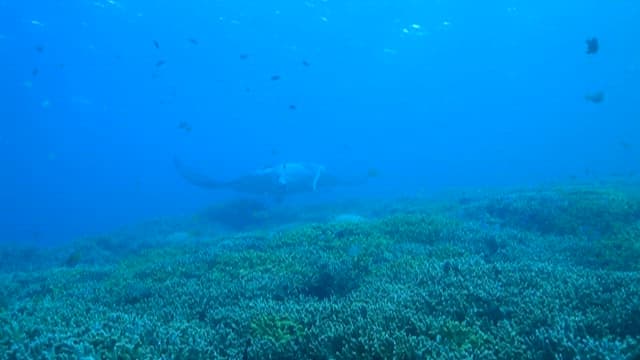 Manta Ray Swimming Over Coral Reef