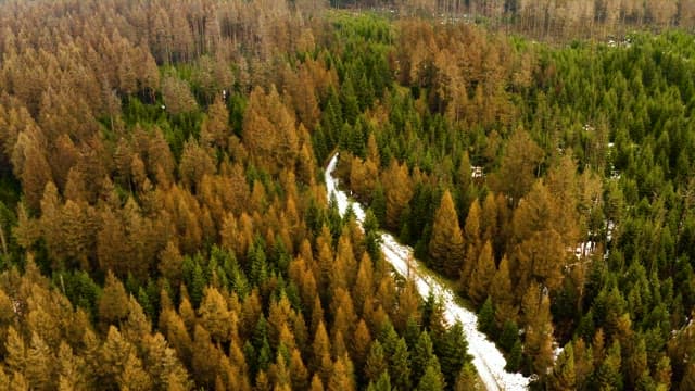 Forest in the densely wooded Harz National Park