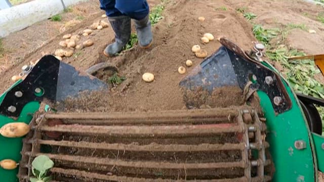 Farmer harvesting potatoes using a potato harvester