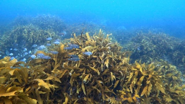 Underwater scene with fish and seaweed