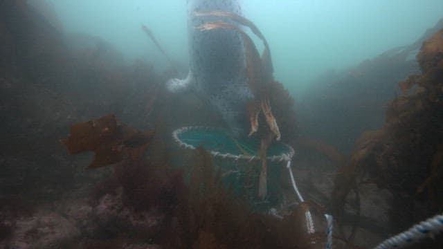 Seal approaching a net with trapped fish