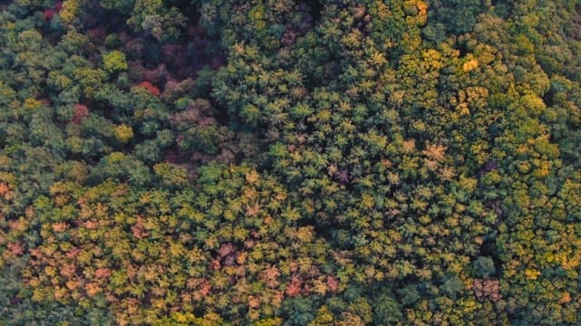 Mountainous Terrain with Dense Trees