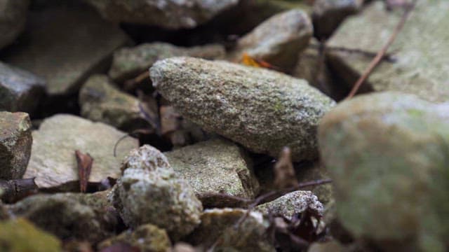 Rocks Surrounded by Dry Branches and Leaves