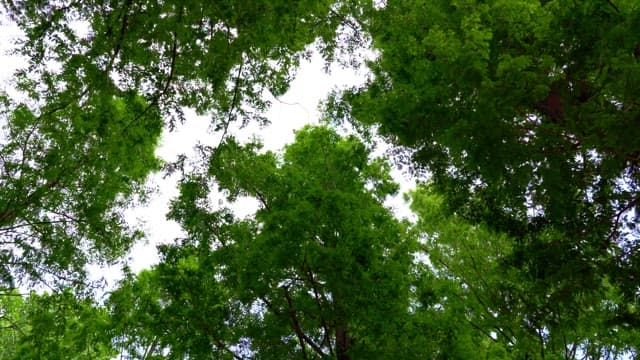 Tranquil view looking up at lush green trees in a forest