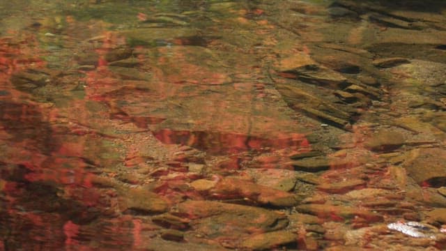 Clear stream with maple trees reflecting on it