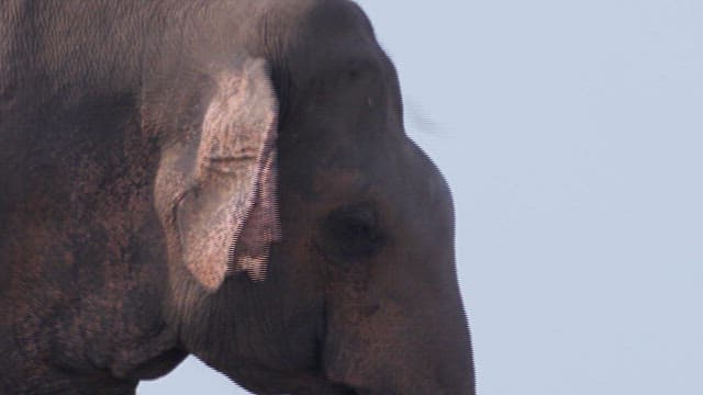 Elephant wandering through a waste dump