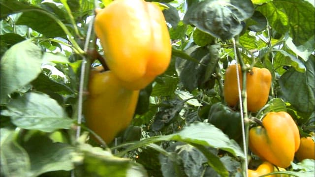 Ripe yellow bell peppers in a lush greenhouse