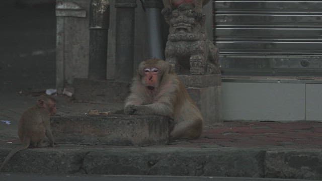 Two Monkeys Resting Beside a Stone sSculpture on an Urban Street