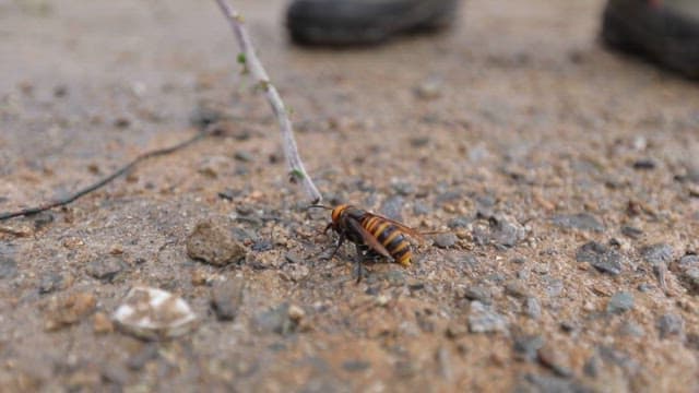 Wasp lifted from the ground onto a branch