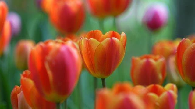 Fresh Orange Tulips Glistening with Morning Dew