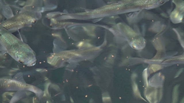 School of fish swimming underwater