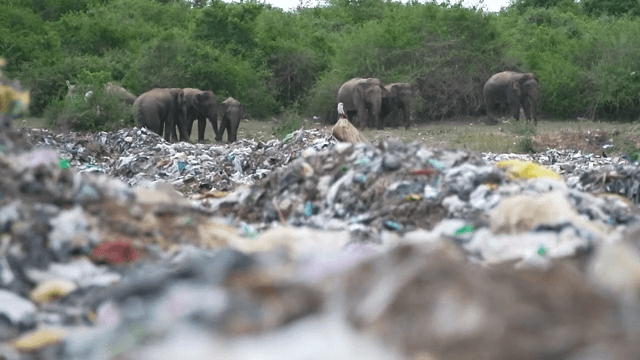 Elephants scavenging in a polluted area with trash