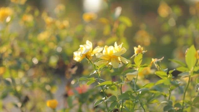 Yellow Roses Blooming in Sunlit Garden