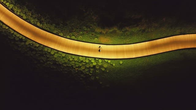 Illuminated pathway through lush greenery