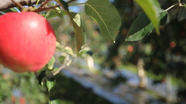 Rows of apple trees in a sunny orchard