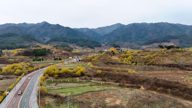 Scenic mountain landscape with yellow blossoms