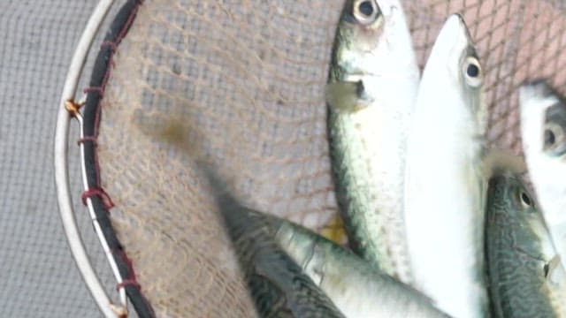 Fish Caught, Sliced, and Served on a Dish