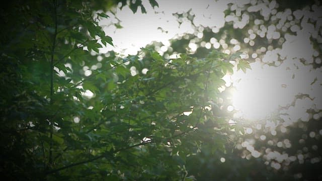 Sunlight filtering through green leaves