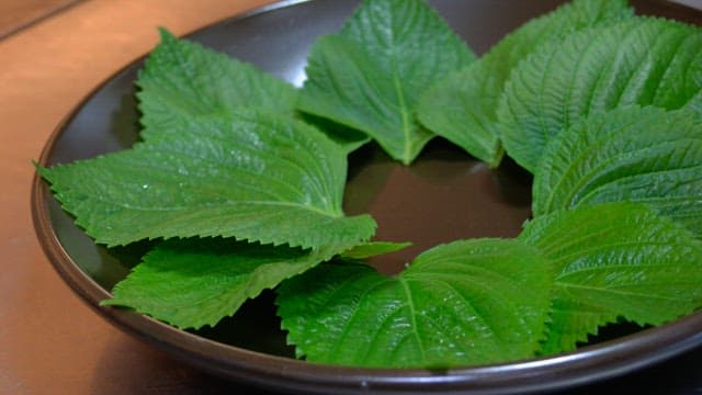 Hands plating flying fish roe on perilla leaves on a plate