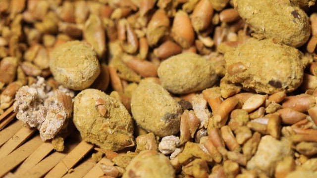 Soybeans being fermented to be meju