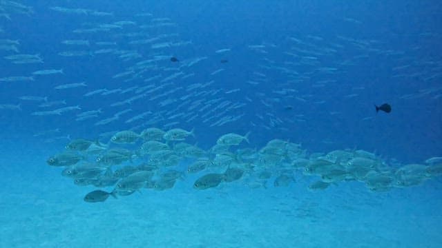 School of fish swimming underwater