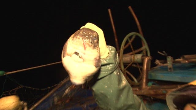 Fish caught from a fishing boat at night