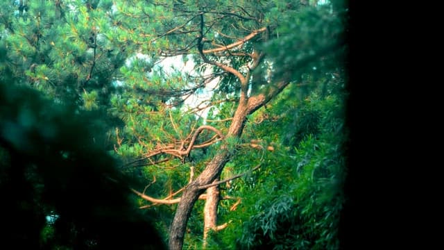 Serene Forest Scene with Lush Greenery