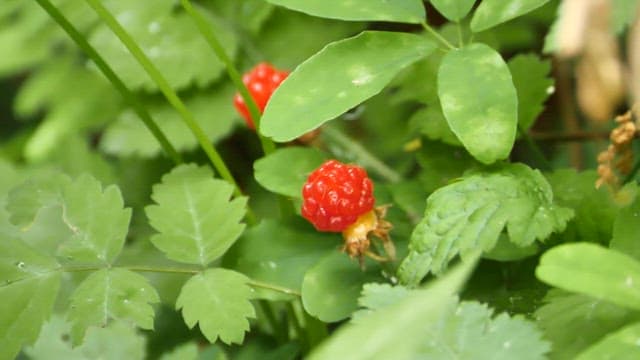 Red berries among green leaves