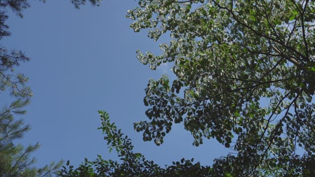 Green leaves framing a clear blue sky