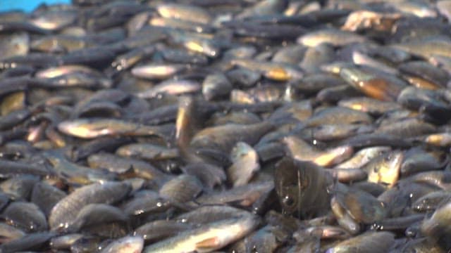 Pile of flapping fish