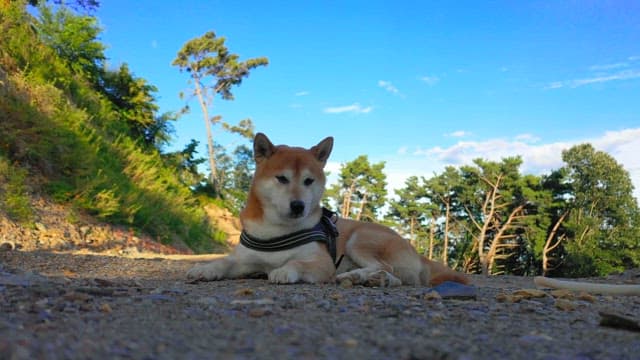 Serene Shiba Inu relaxing outdoors
