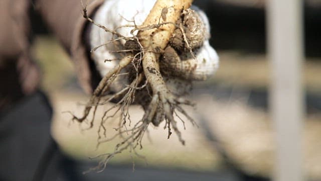 Person holding a freshly harvested root vegetable
